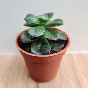 Echeveria 'Melaco 5.5 cm pot