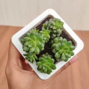 Sedum Cremnosedum Little Gem,7 cm Pot