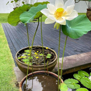 Aquatic Plant