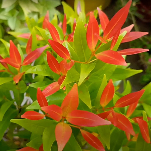 Syzygium Campanulatum