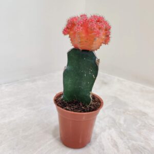 Gymnocalcium Orange Moon Cactus