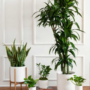 Air Purifying Plants