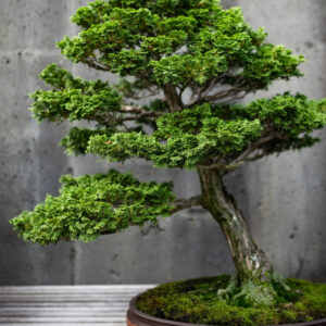 Bonsai Plant