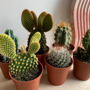 Succulents