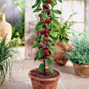 Fruiting Plant