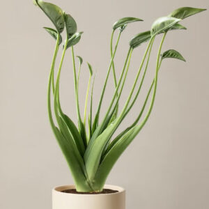 Indoor Plants