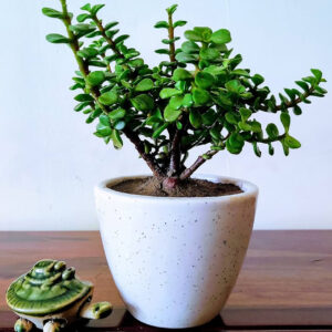 Office Plants