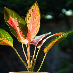Aglaonema
