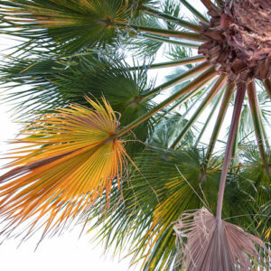 Carpentaria Acuminata