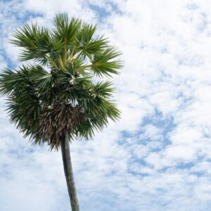 Roystonea Regia Royal Palm