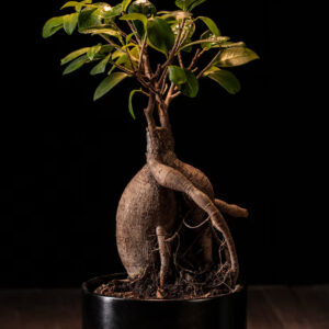 Ficus Spp. Chinese