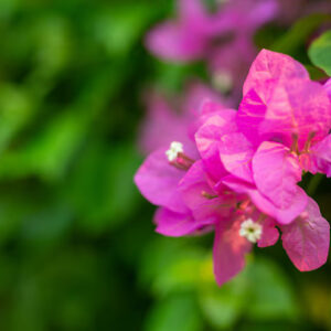 Bougainvillea