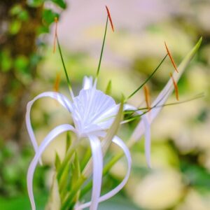 Hymenocallis Littoralis