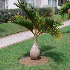 Hyophorbe Lagenicaulis