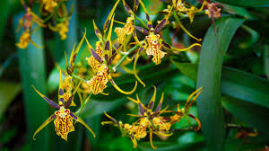 Brassia