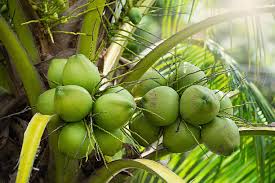 Cocos Nucifera