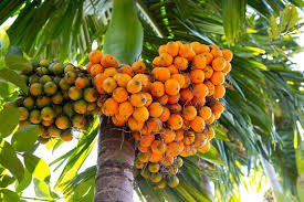 Areca Catechu