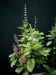 Ocimum Tenuiflorum