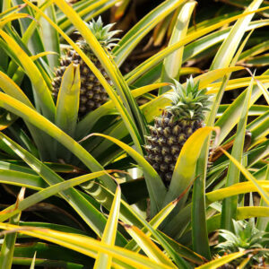 Pandanus Baptistii