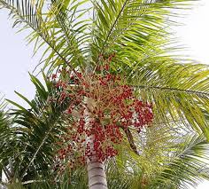 Carpentaria Acuminate