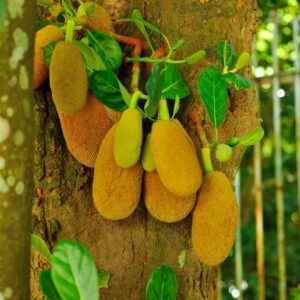 Artocarpus Heterophyllus