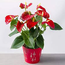 Anthurium Plant