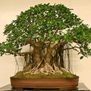 Bonsai Plant
