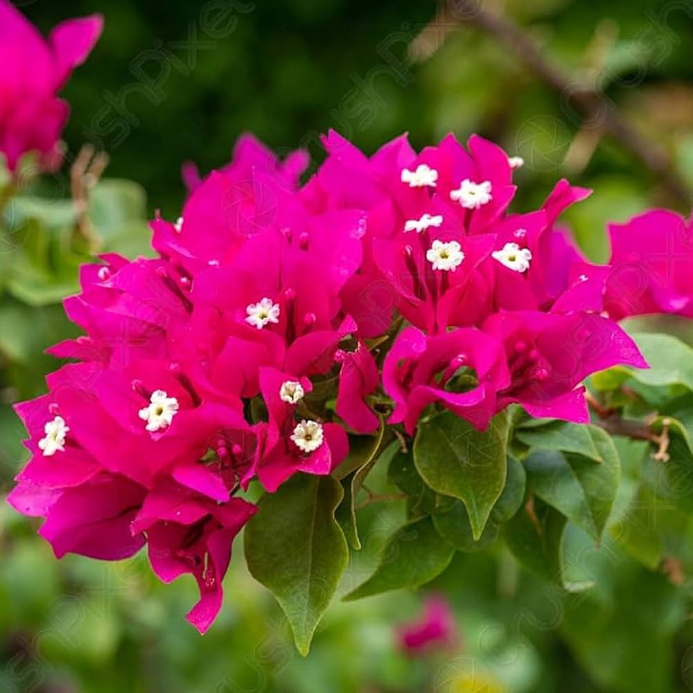 Bougainvillea spectabilis