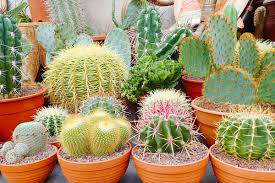 Cactus Verities