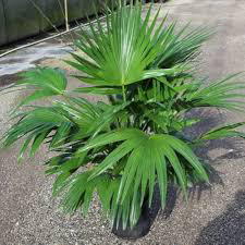 China palm