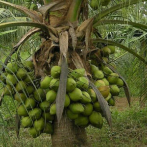Cocos nucifera