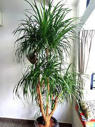 Dracaena Draco