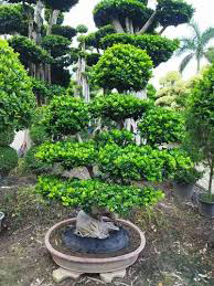 Imported Plant