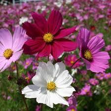 Garden Cosmos