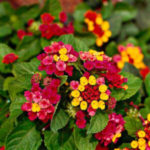 Lantana