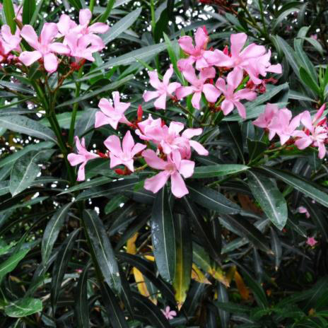 Nerium Oleander