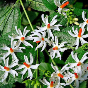 Nyctanthes arbor-tristis