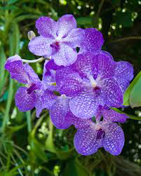 Orchid Plant