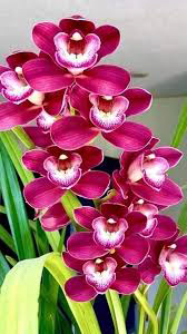 Orchid Plant