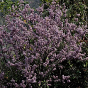 Ougeinia oojeinensis