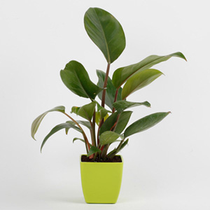 Philodendron Plant