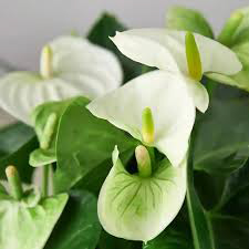 Anthurium