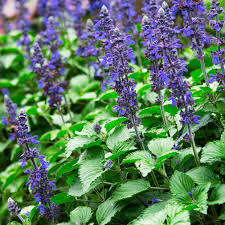 Salvia