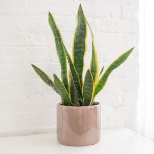 Snake Plant