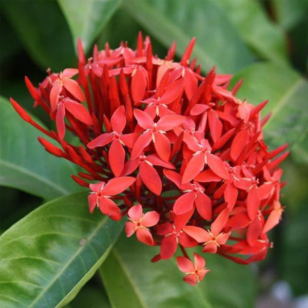 Thai Ixora