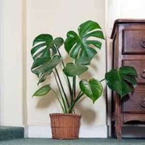 Exotic Plants