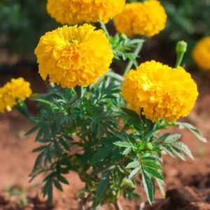 Marigold