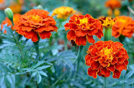 Seasonal Plant
