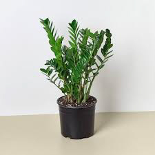 Zz Plant