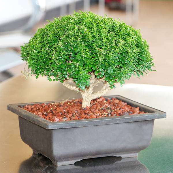 Buxus Bonsai